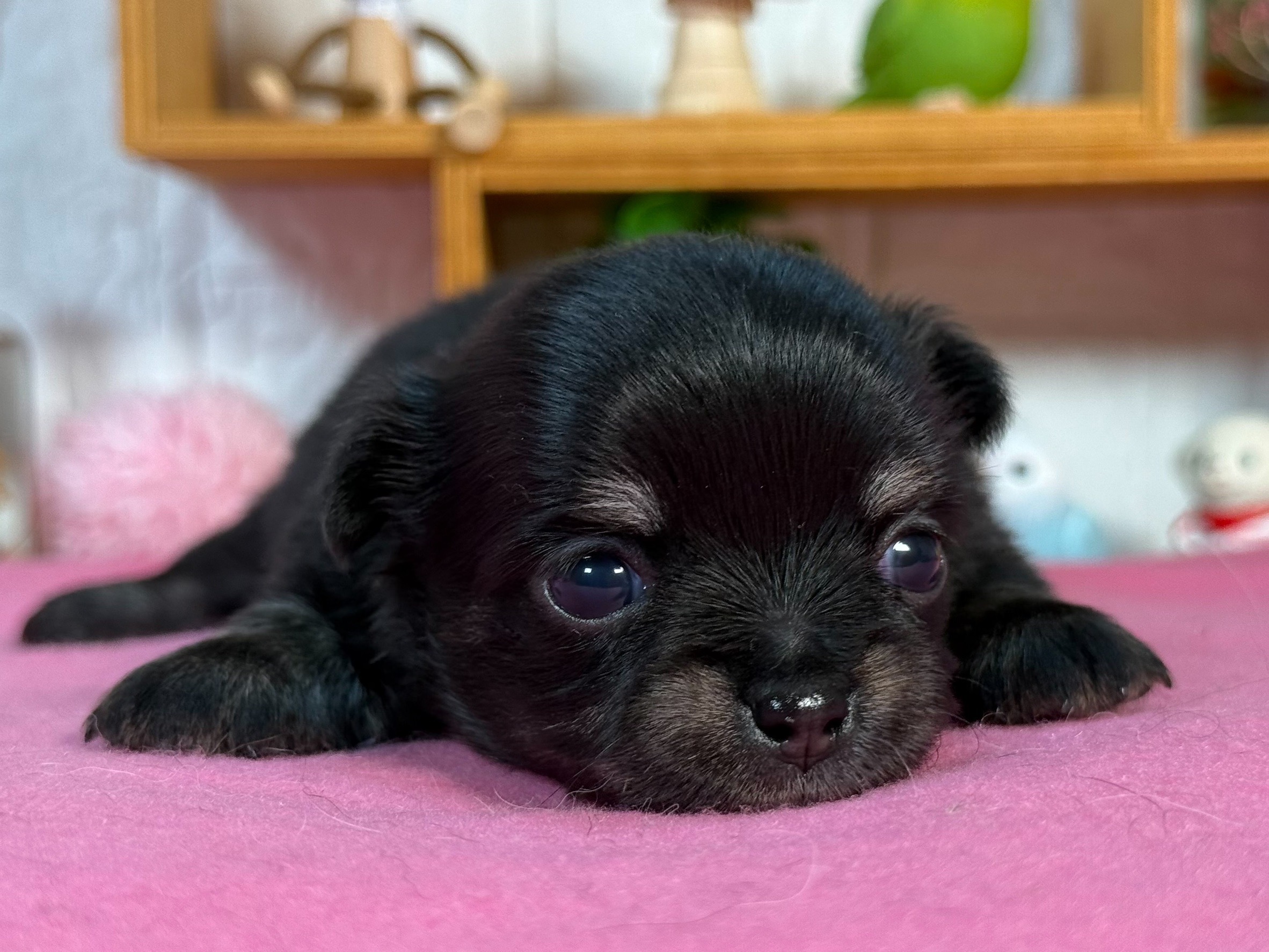 ロングチワワ 0033 | SEED KENNEL -シード ケンネル- | 神奈川県相模原